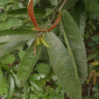 Mischodon zeylanicus Thwaites